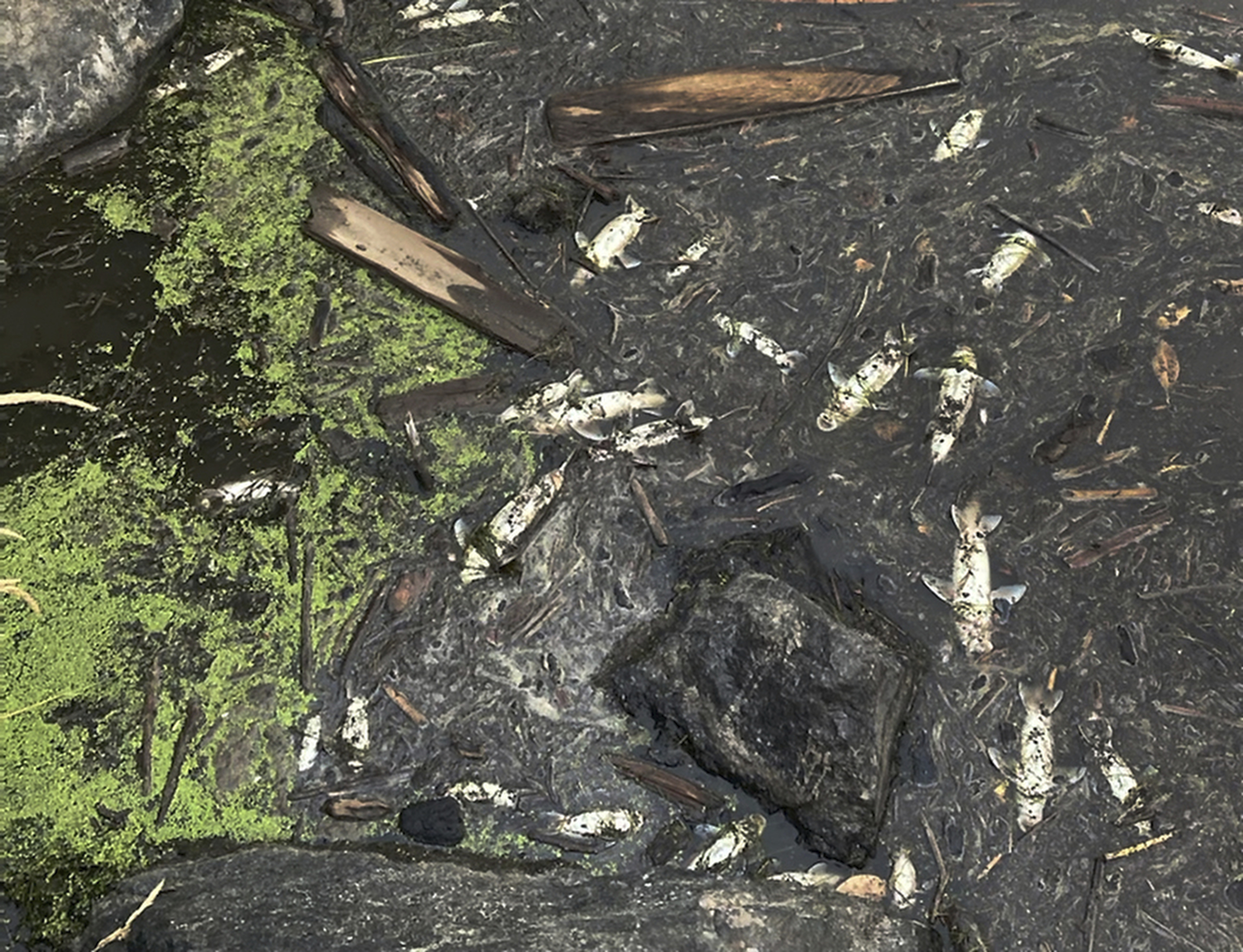 Western Wildfire Fish Kill