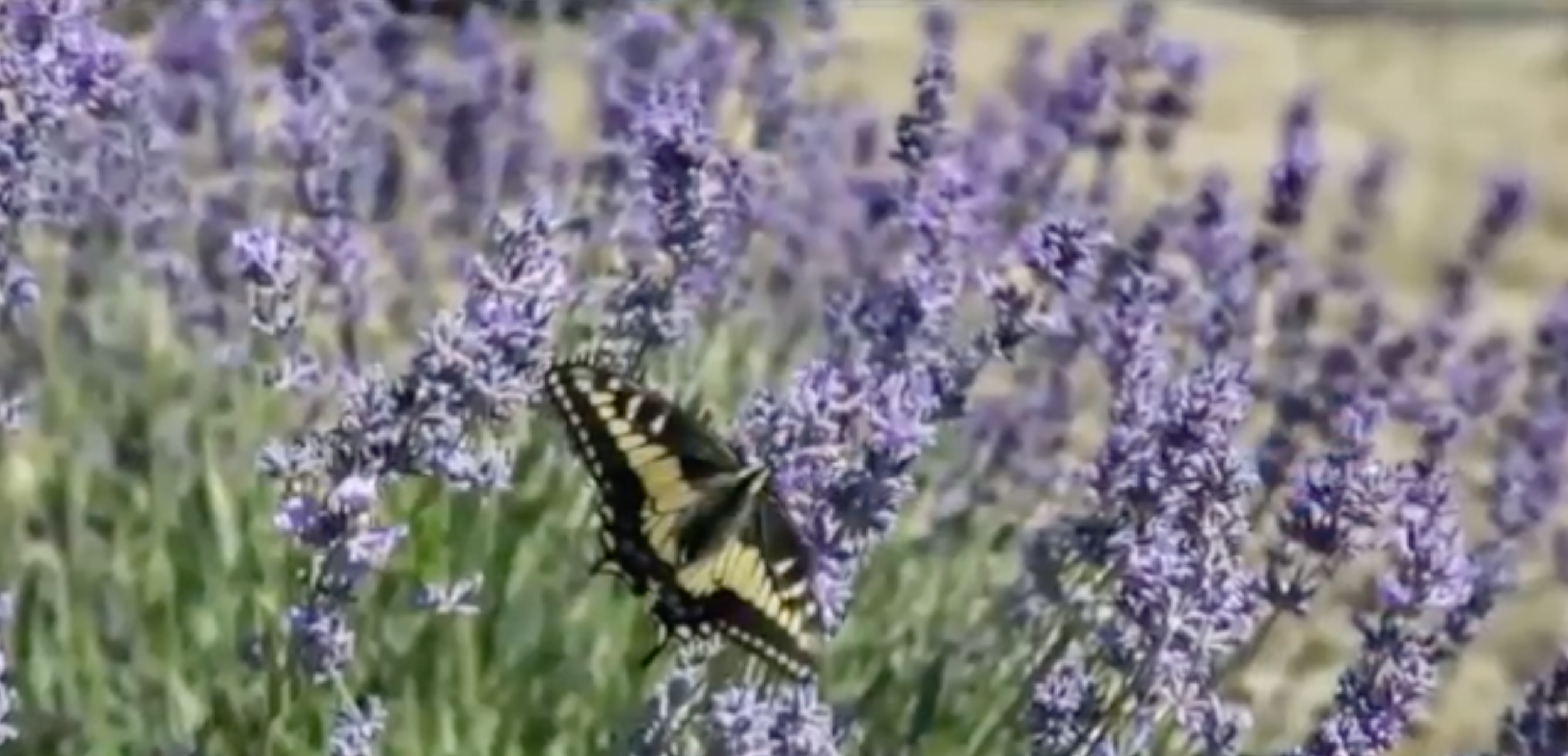 The Lavender Garden