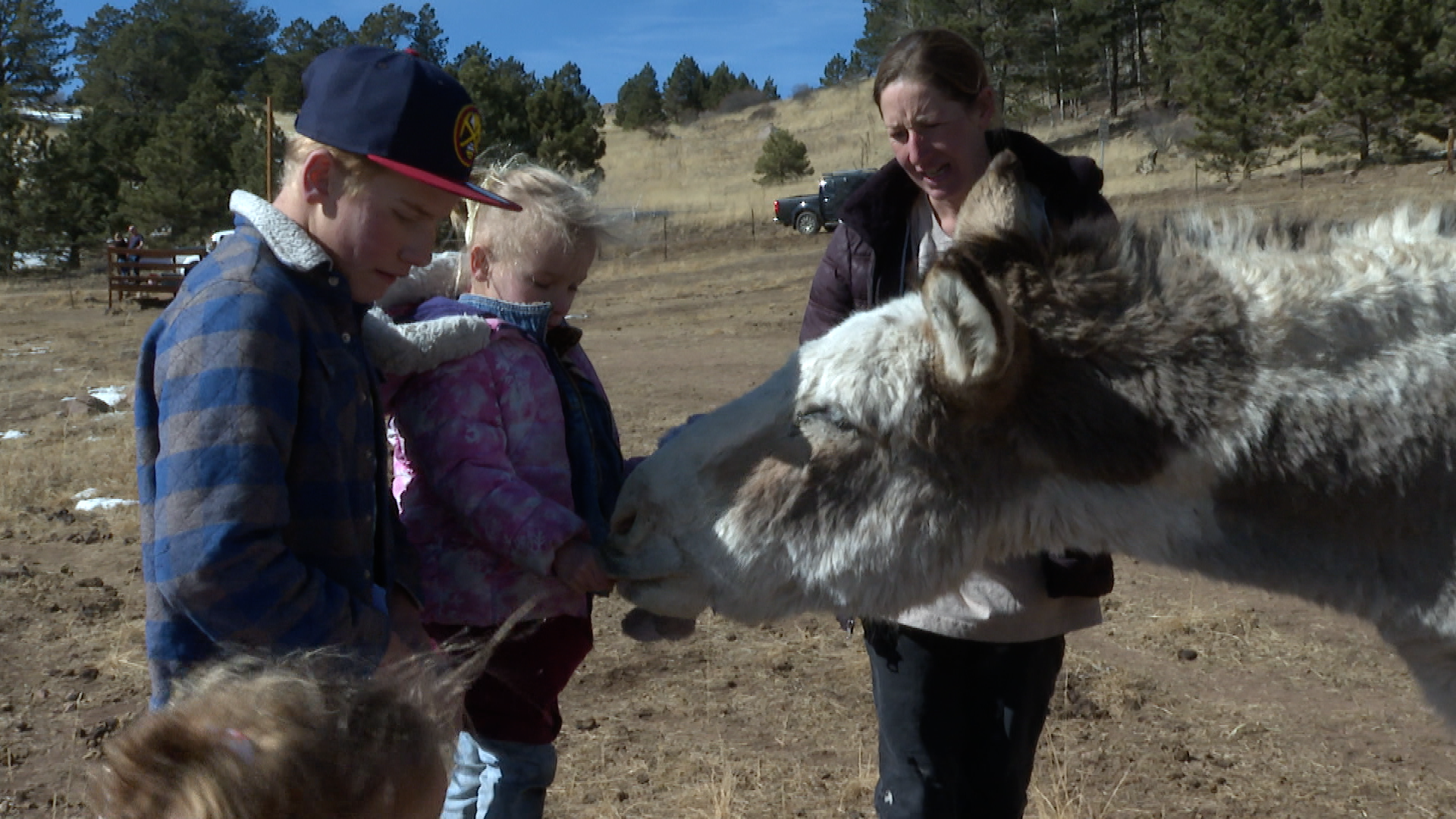 A family helps feed a donkey