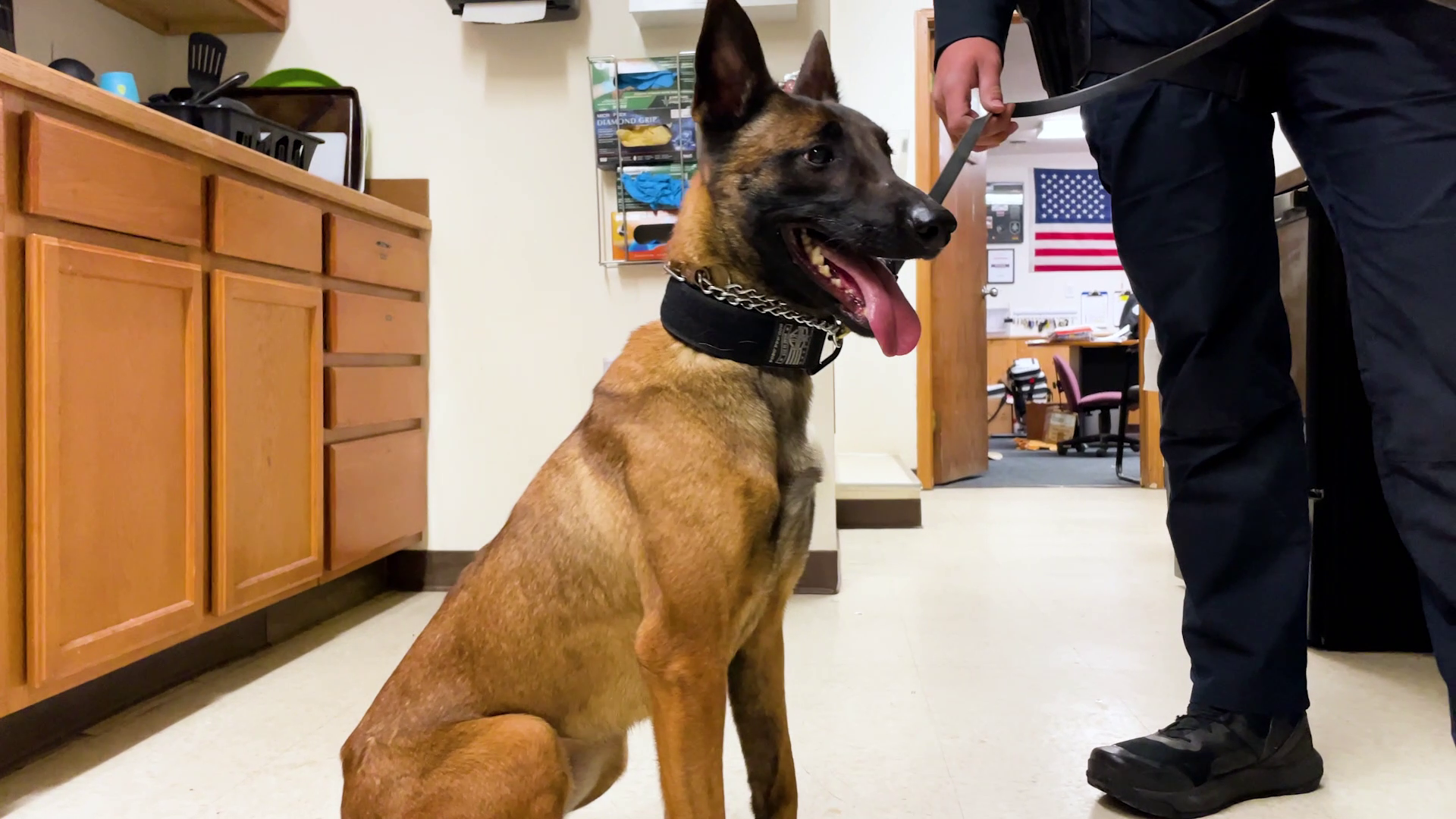 Evi, a Belgian Malinois, is a new K-9 officer for the Blackfeet Law Enforcement Services agency in Browning