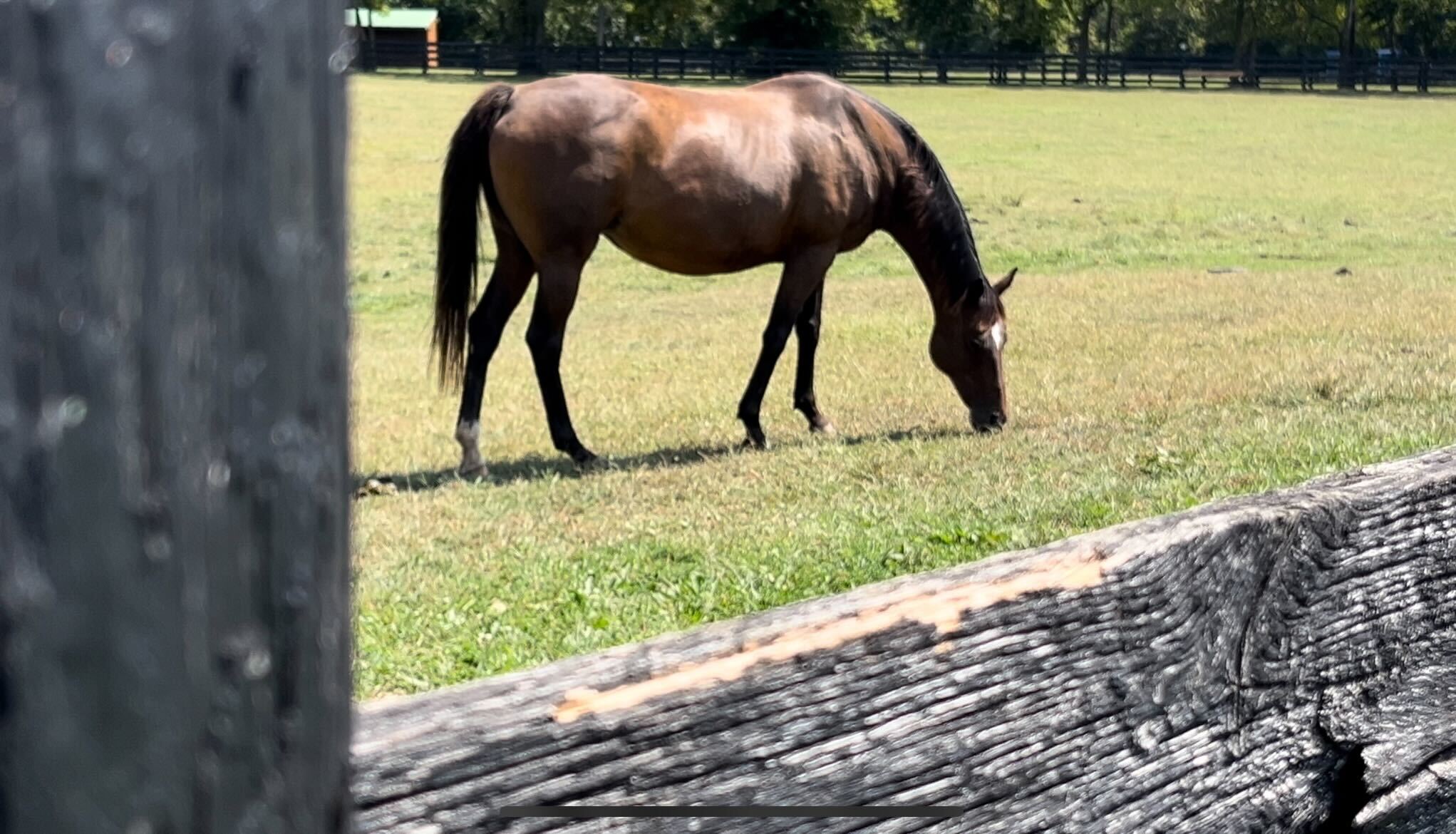 Riding for Hope Horses in Prison