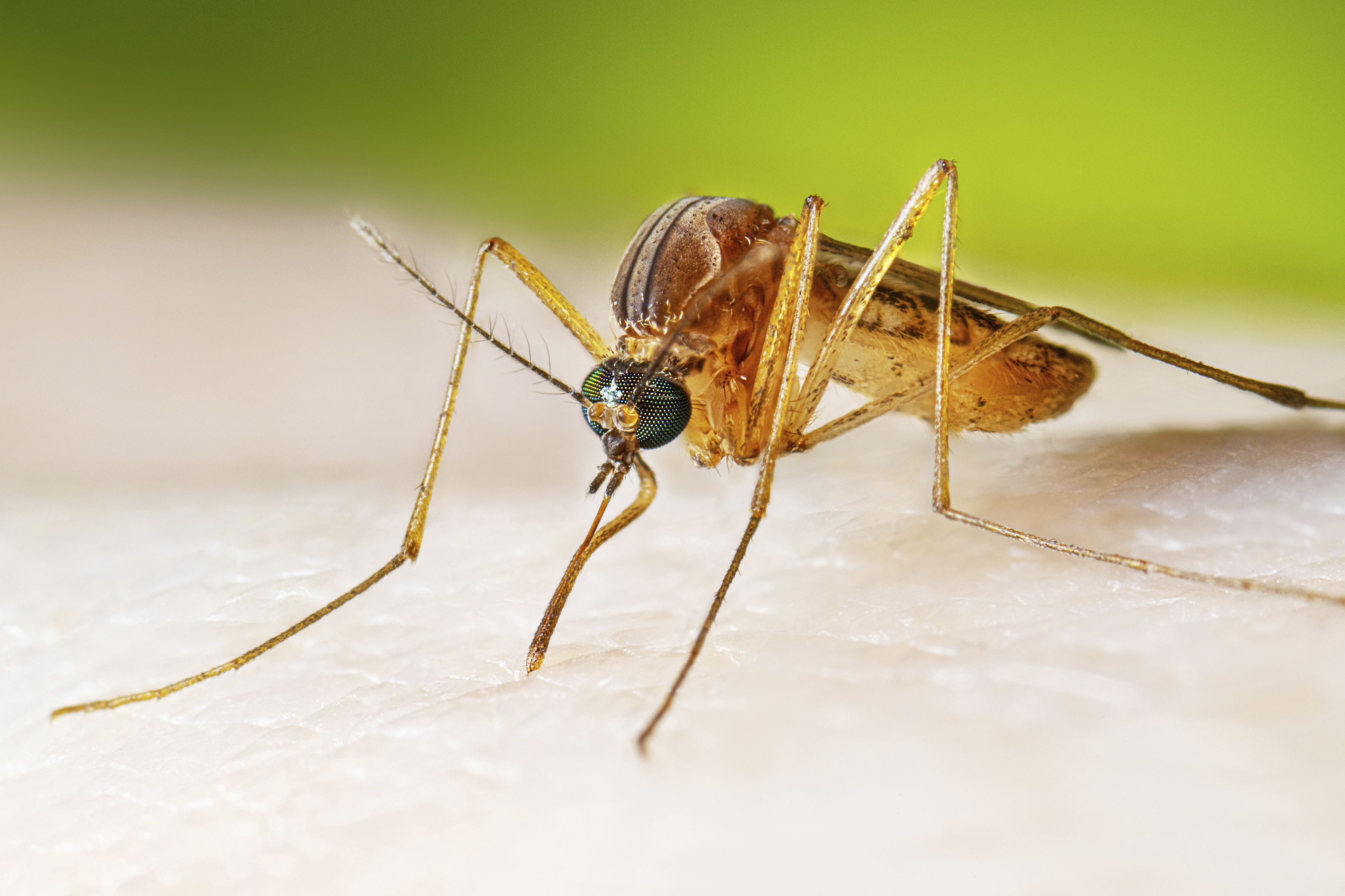 In this photo provided by the U.S. Centers for Disease Control and Prevention, a female Culex quinquefasciatus mosquito, also known as the southern house mosquito, sits on a person’s skin before taking a blood meal.
