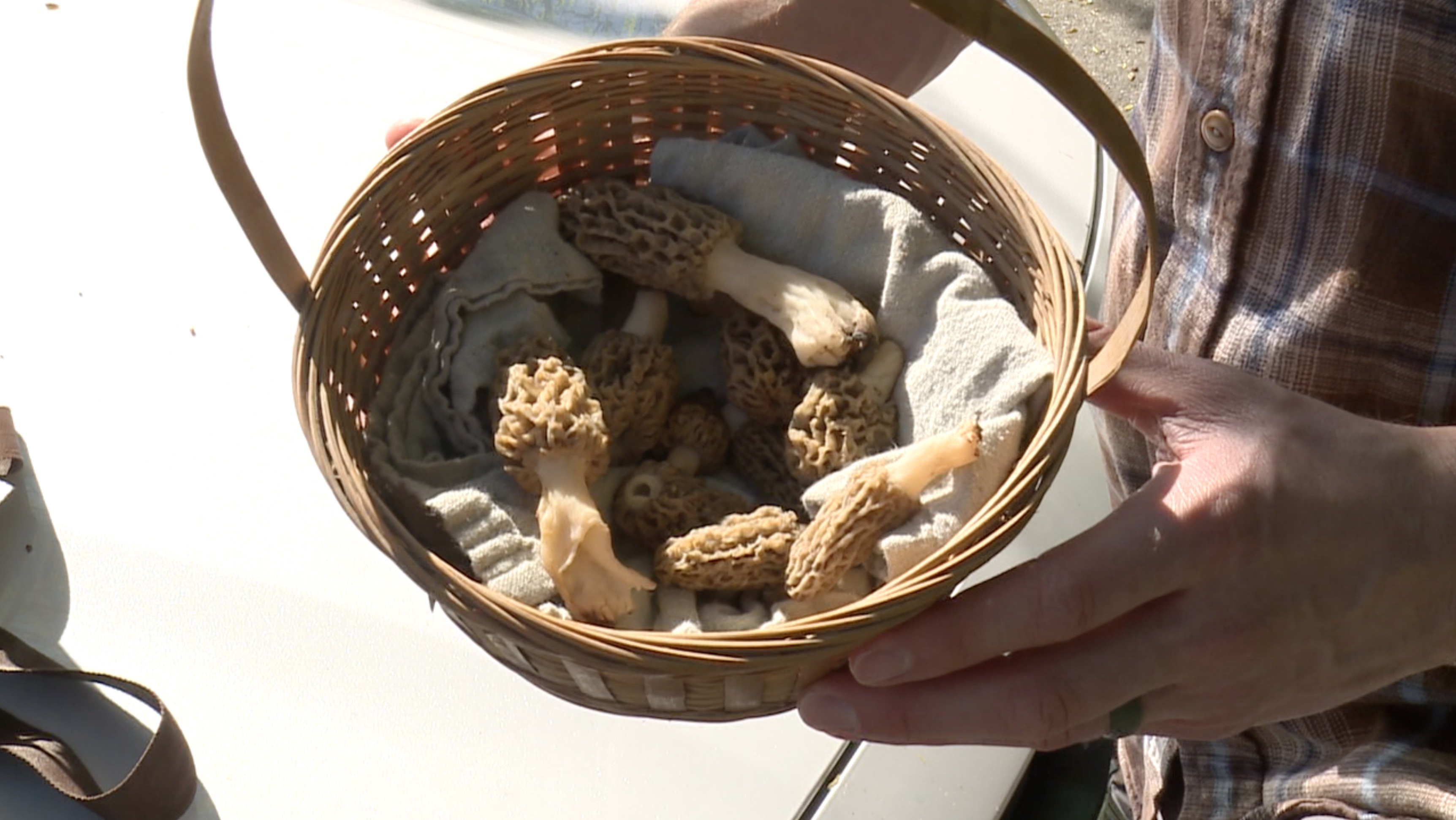 Morel Mushrooms 