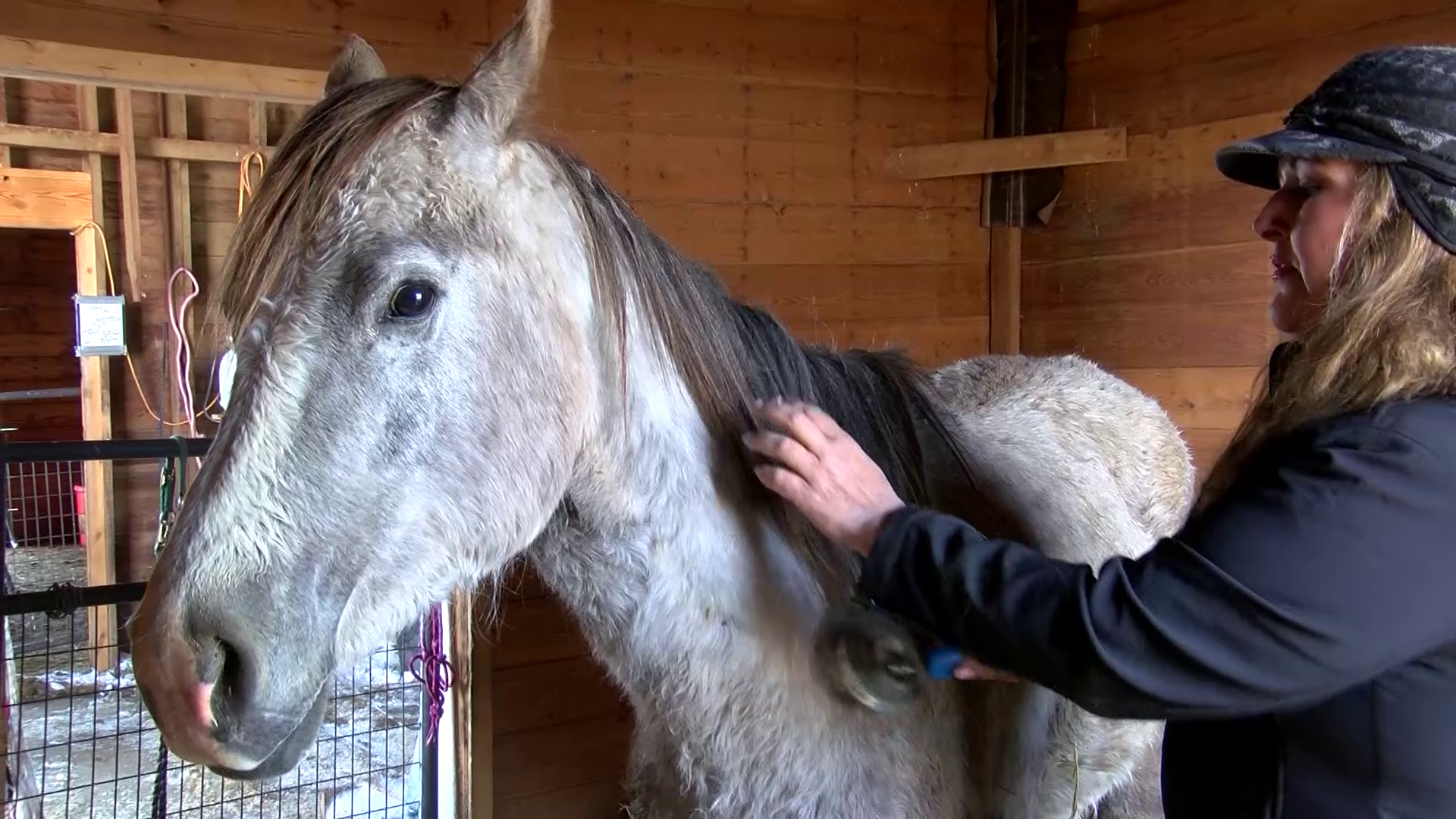 Bella Dea Rescue Foundation works to help all kinds of animals