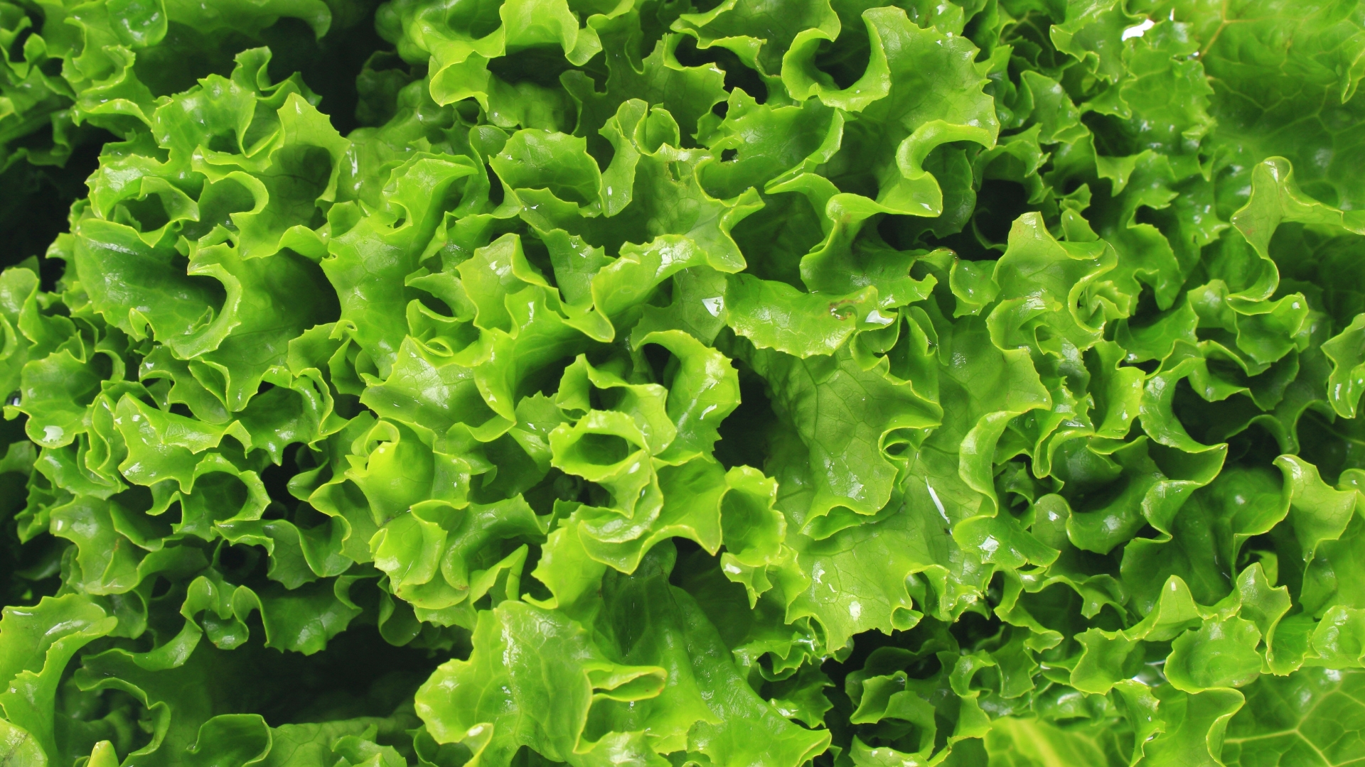 Salad kits recalled