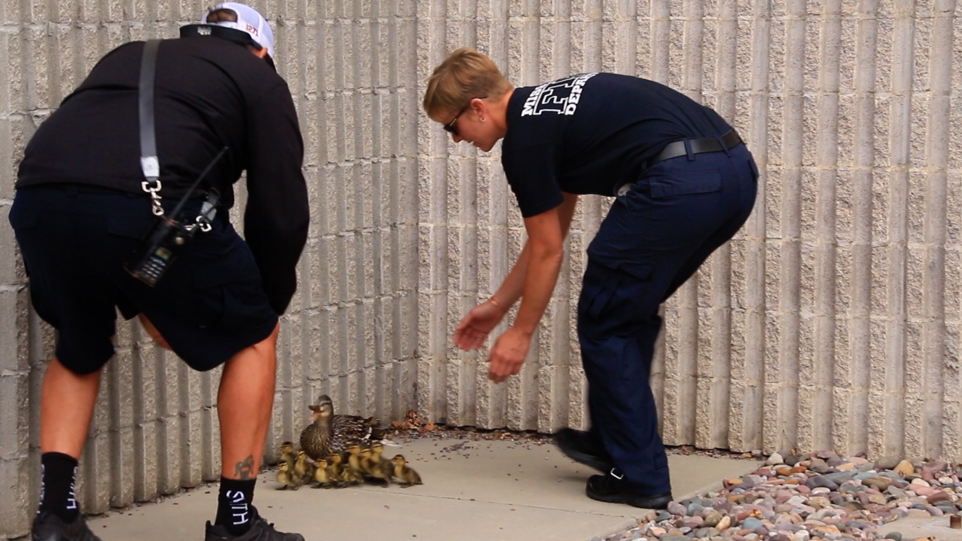 Missoula firefighters pressed into service as duck wranglers