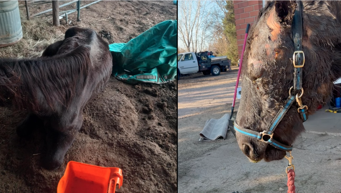 Neglected horse Cowboy