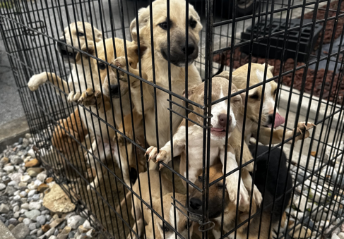 dumped puppies