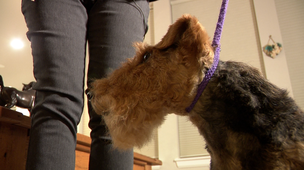 Colorado pet registry bill dies days after being introduced