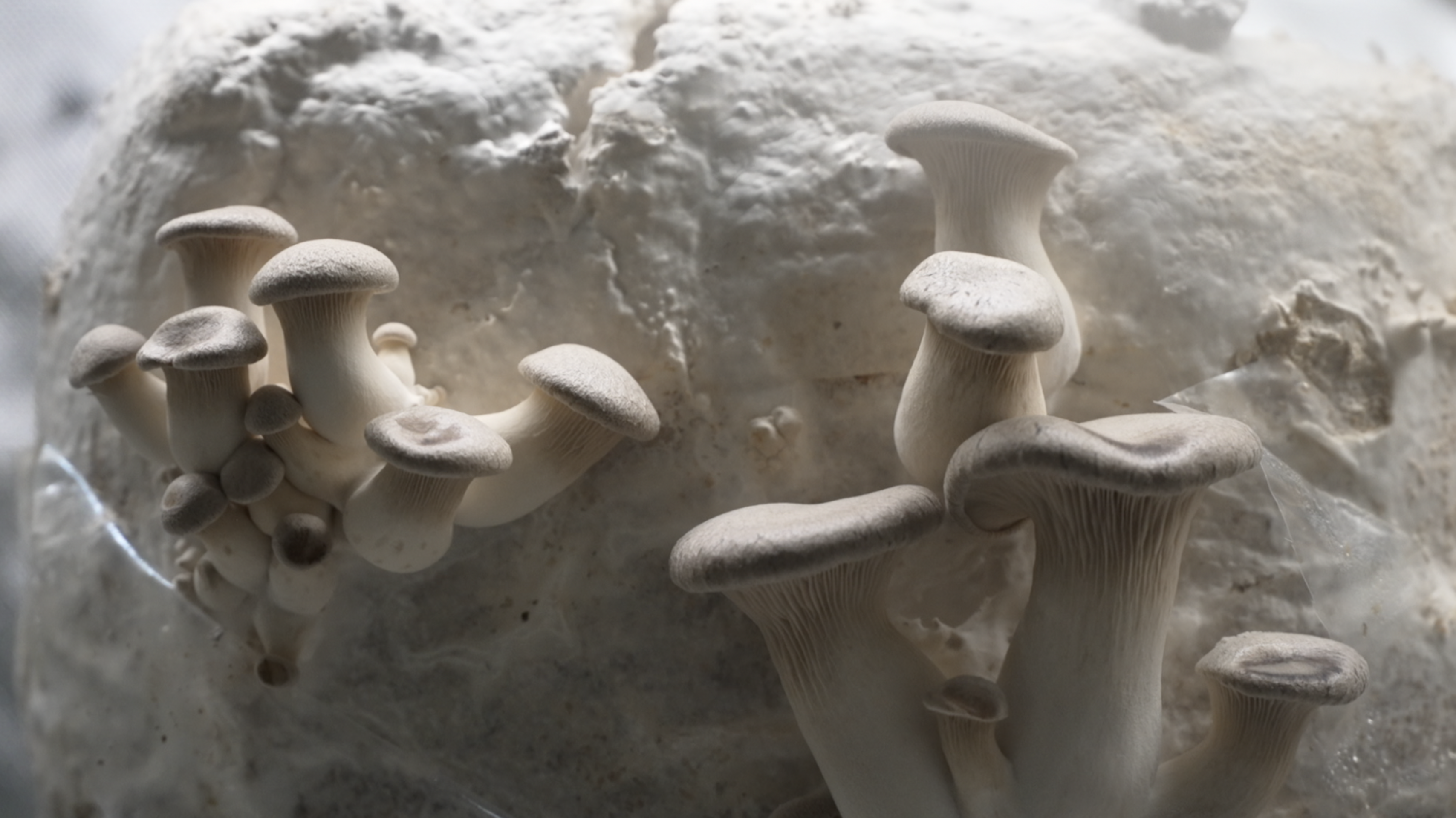 SERENDIPITY FARMS MUSHROOMS