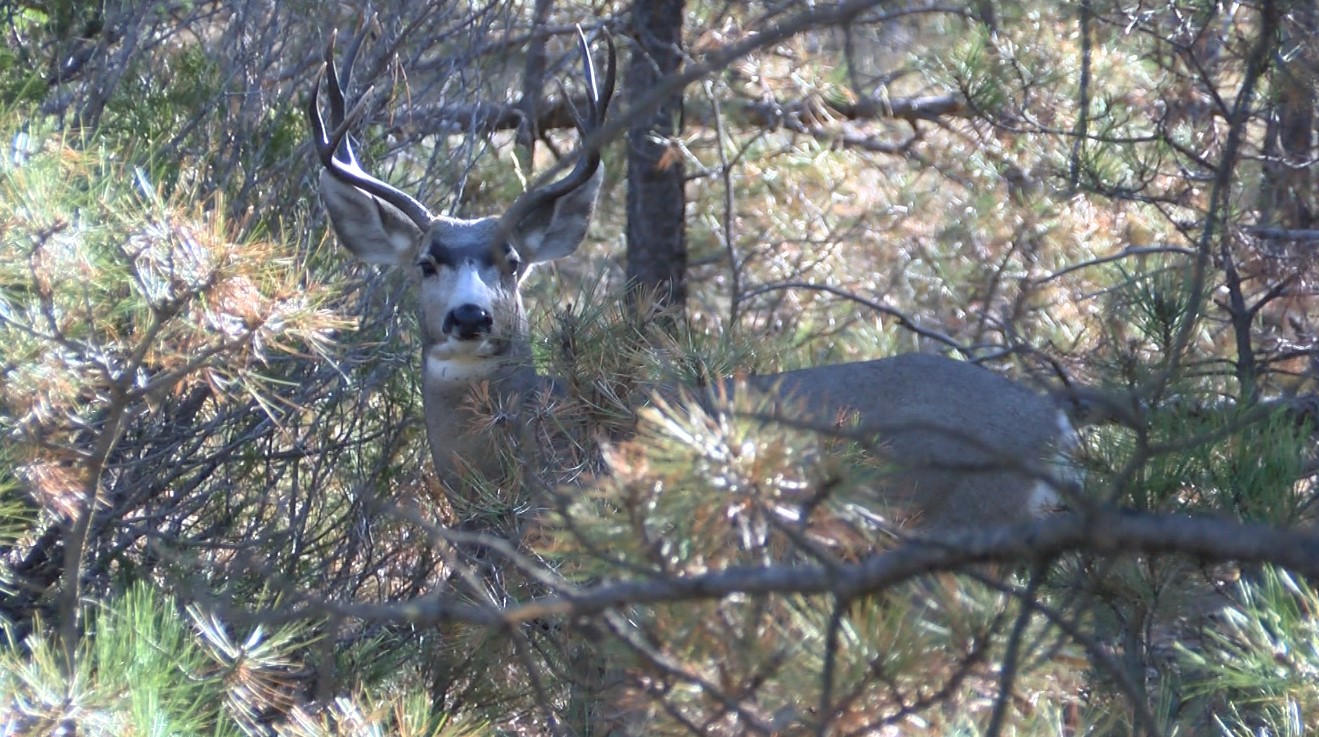 Mule deer buck.jpg