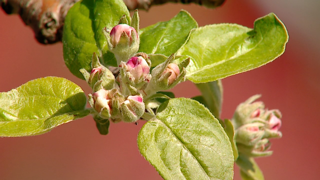 bud.jpg