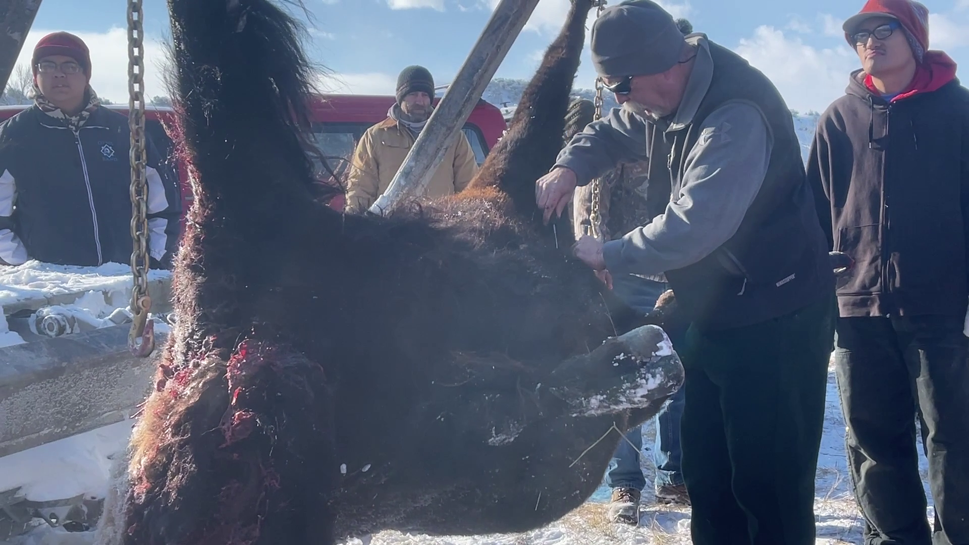GFPS students participate in bison harvest