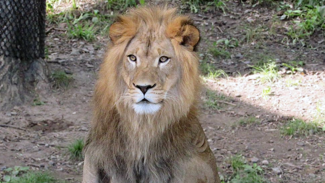 denver zoo lion.png
