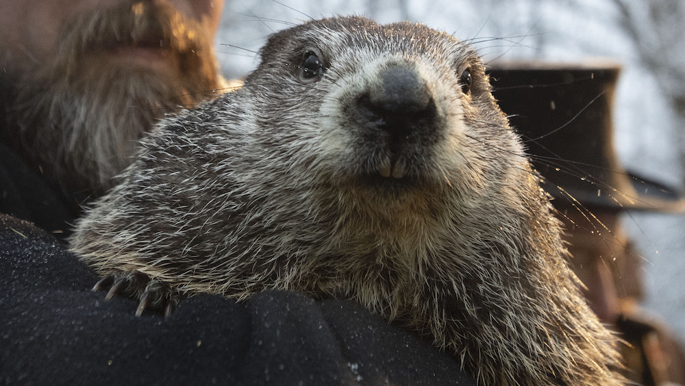 Groundhog Day 2020
