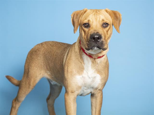 free adoption day humane society