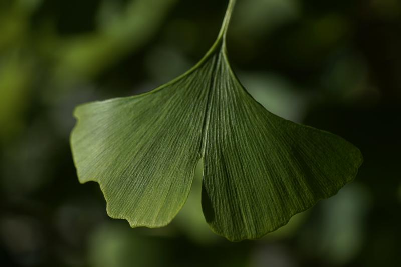 Ginko leaf