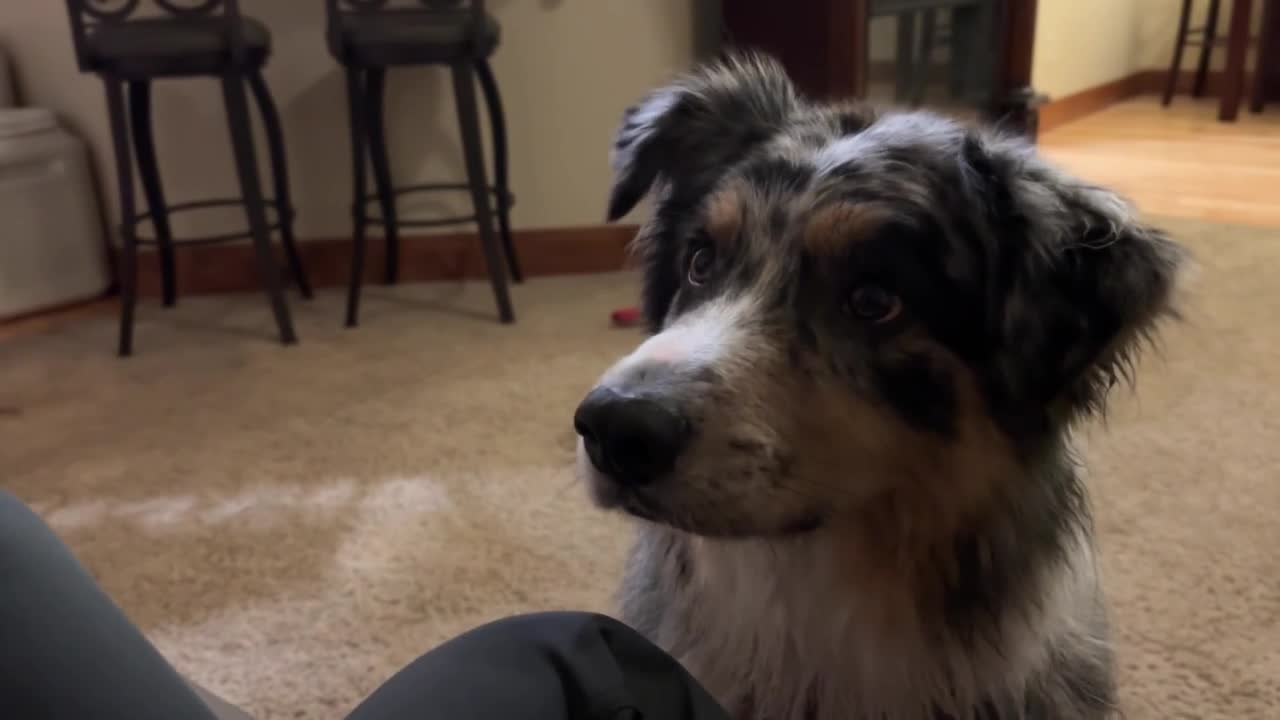 dog
