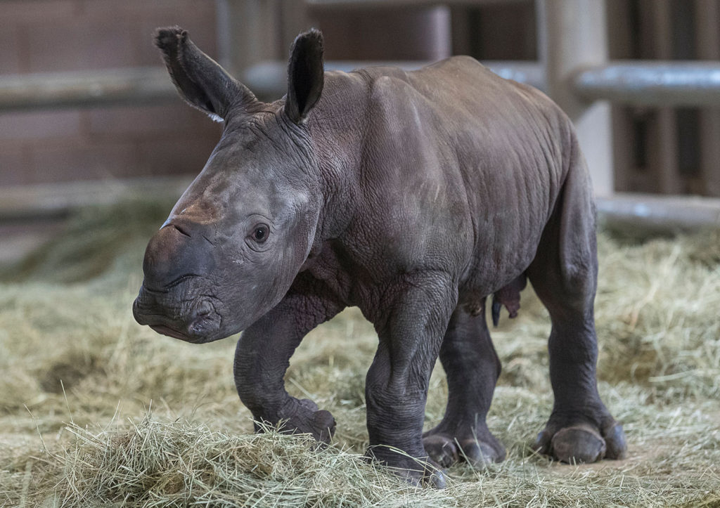 Southern White Rhino Calf Conceived Through Artificial Insemination Bonding Well with Its Mother at San Diego Zoo Safari Park