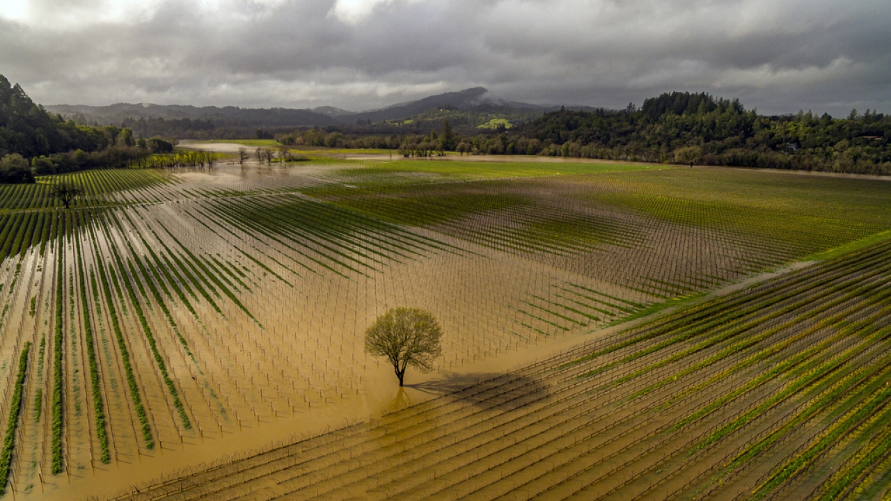 Jackson Family vineyards are submerged in the Russian River near Trenton Road and River Road in Sonoma County, Calif.