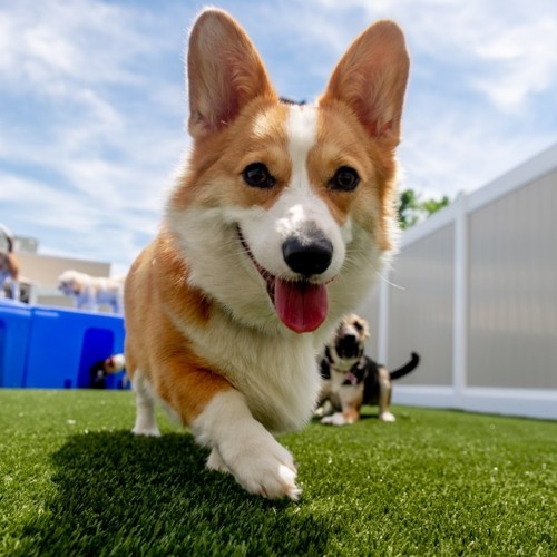 K9 Resorts coming to Kentwood