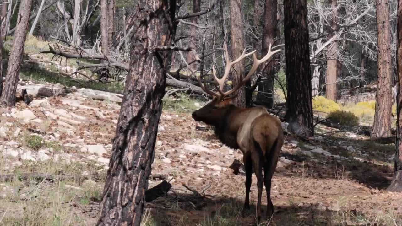elk fwp.jpg