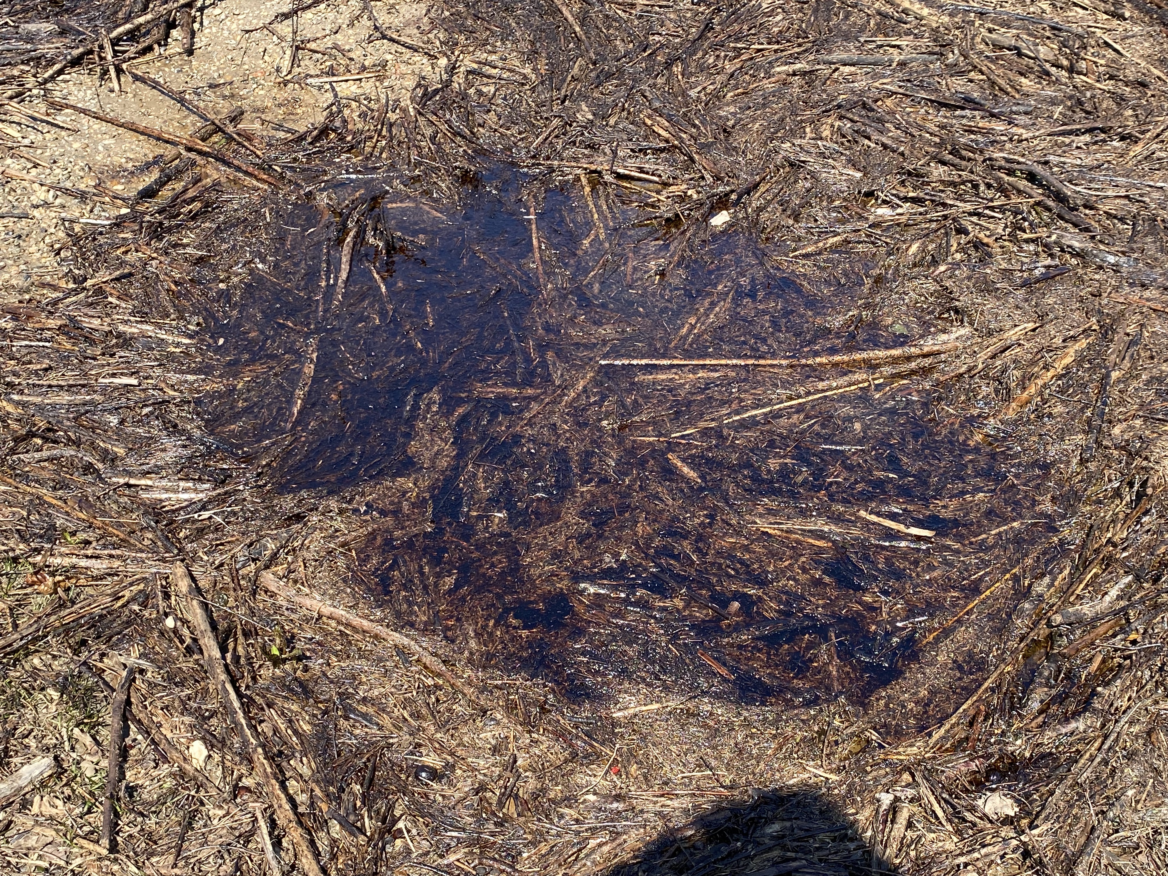 Oil spill on lake near Bend Area pic 4.jpg