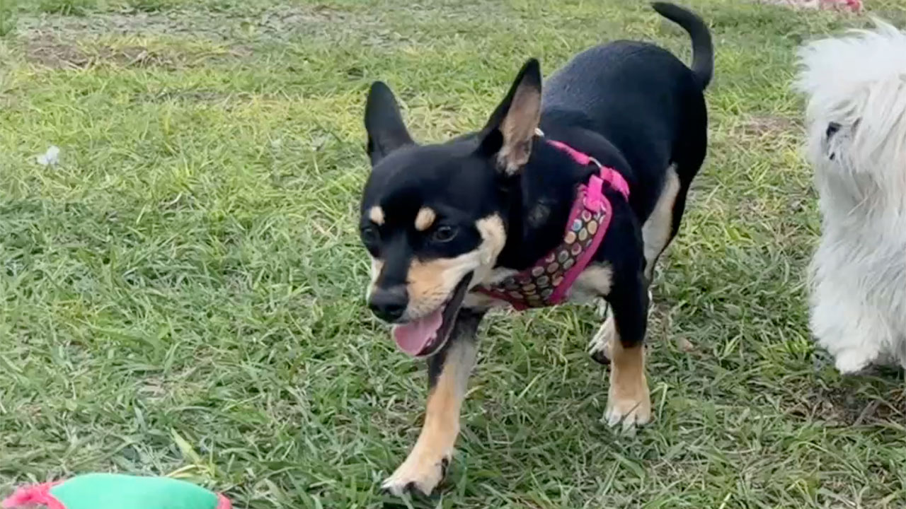 Violet at Barky Pines Animal Rescue and Sanctuary is ready to take the field in the 2025 Puppy Bowl