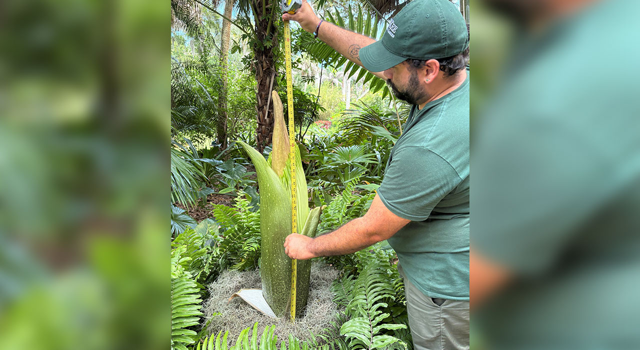 Corpse flower 