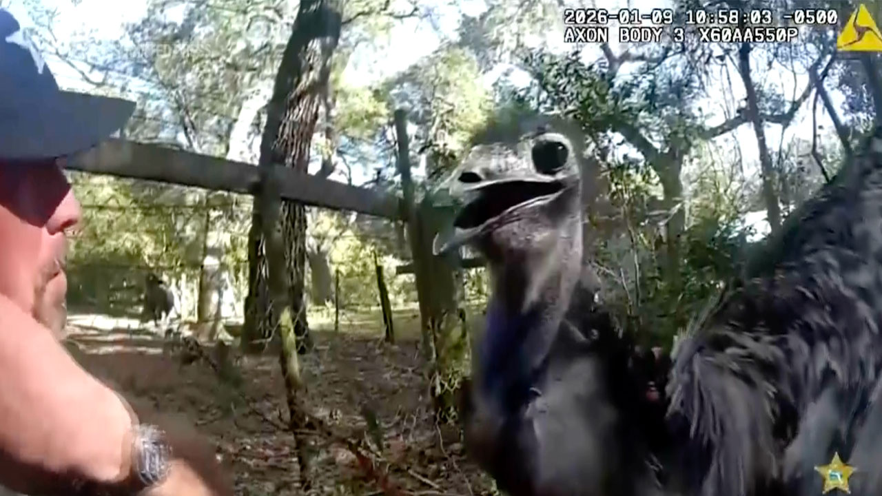 A Florida deputy has captured a runaway emu and safely returned the large flightless bird to its home.