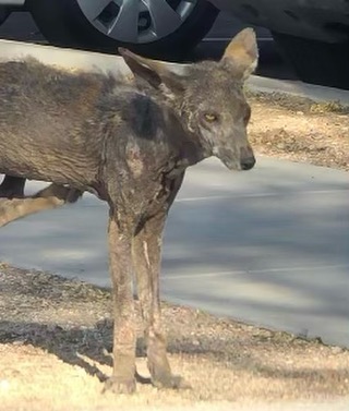 AZGFD_coyote with mange.jpg