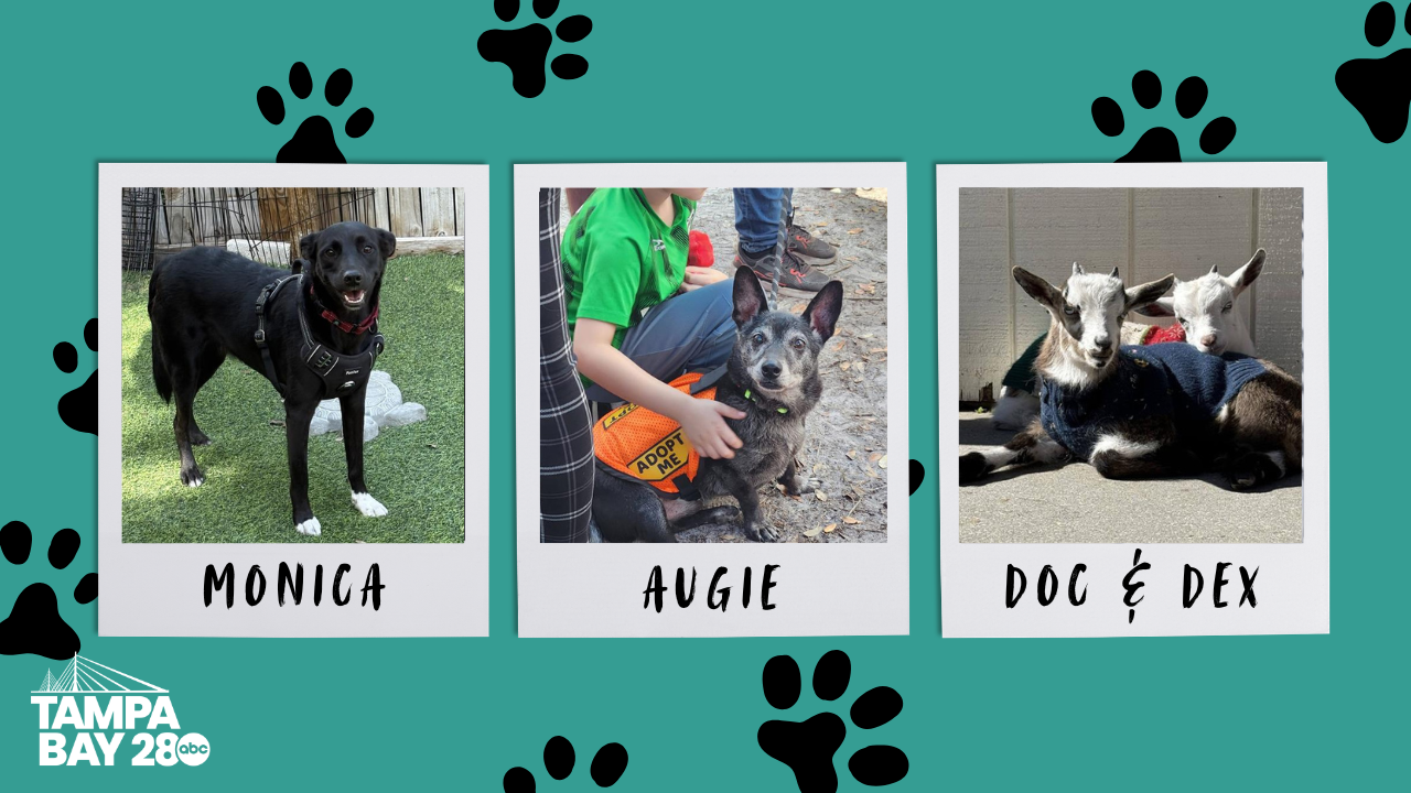 Tampa Bay 28 - Rescues in Action.png