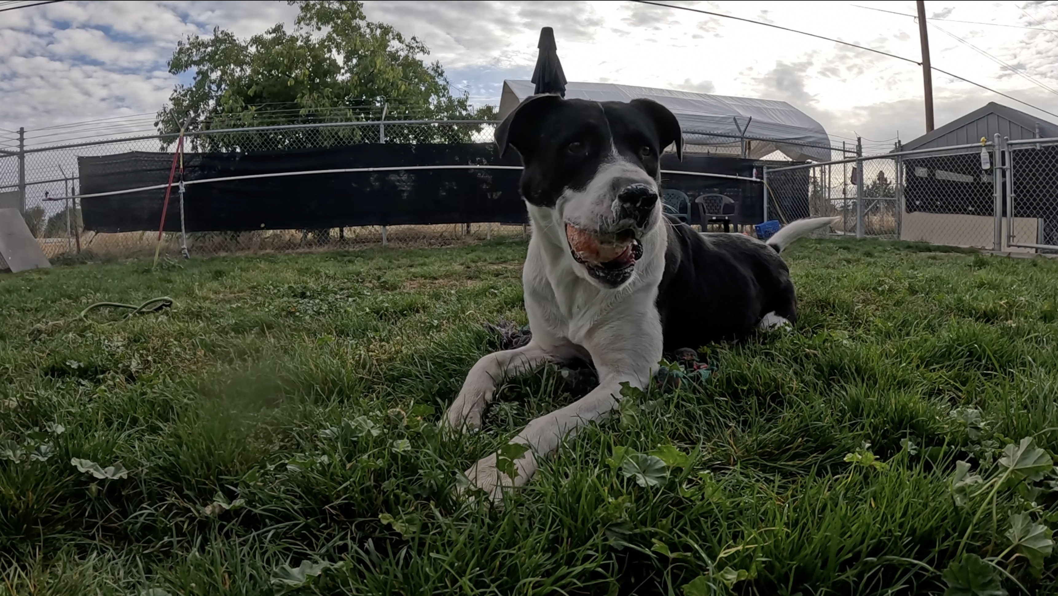 PetAdoptionLeagueDog