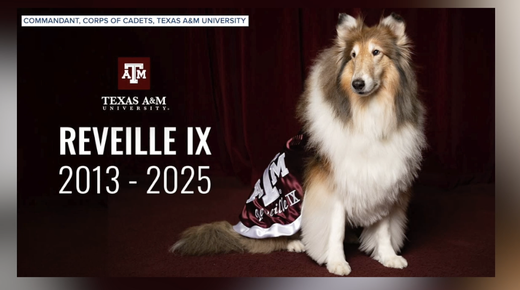 Texas A&M mourns Reveille IX, beloved 'First Lady of Aggieland'