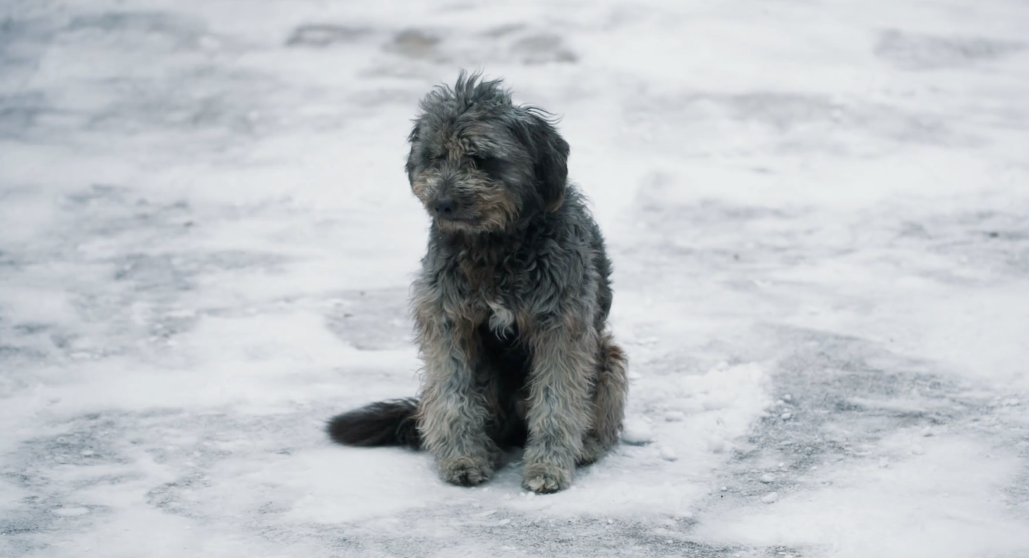 Sad dog in winter weather and cold temperatures