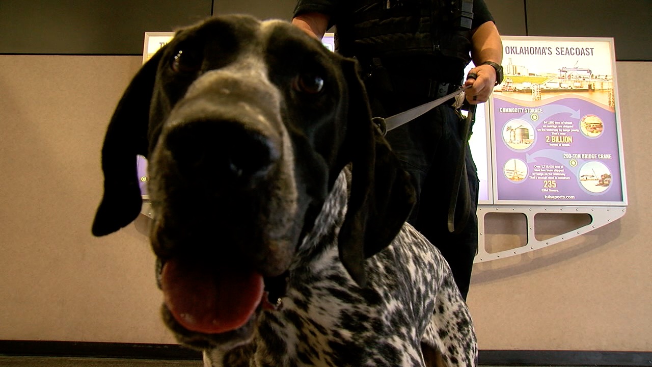 New Tulsa airport bomb dog, Harley