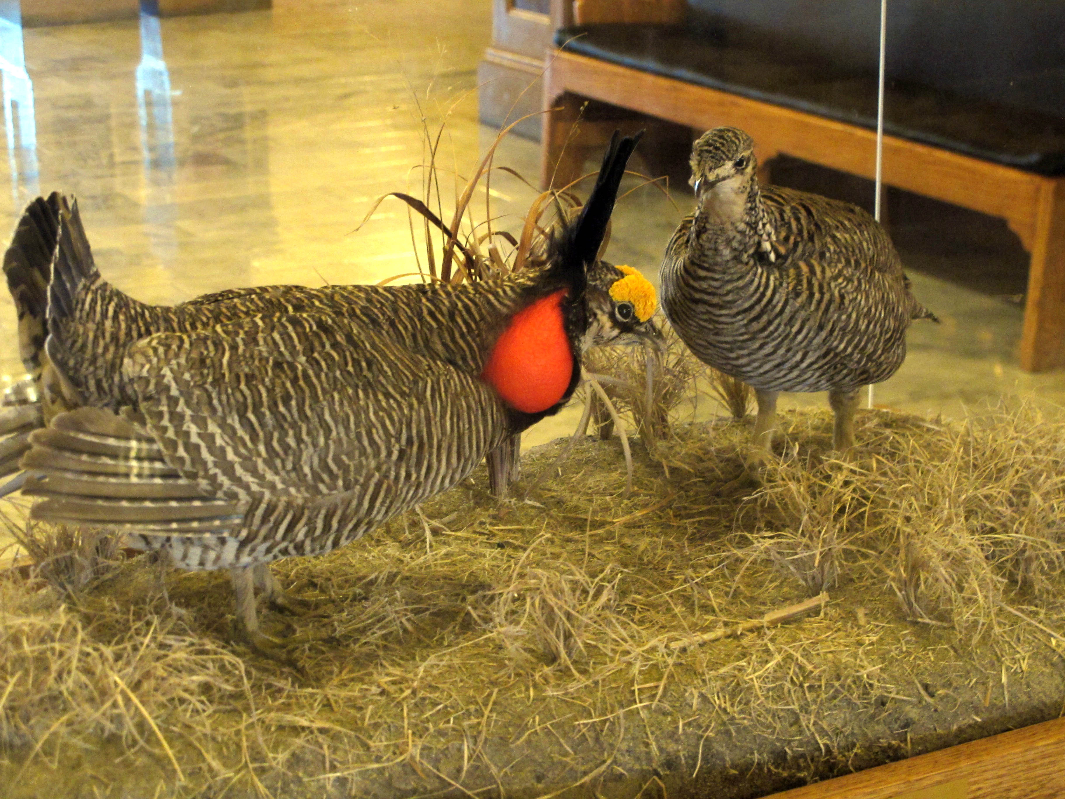 Prairie Chickens Kansas