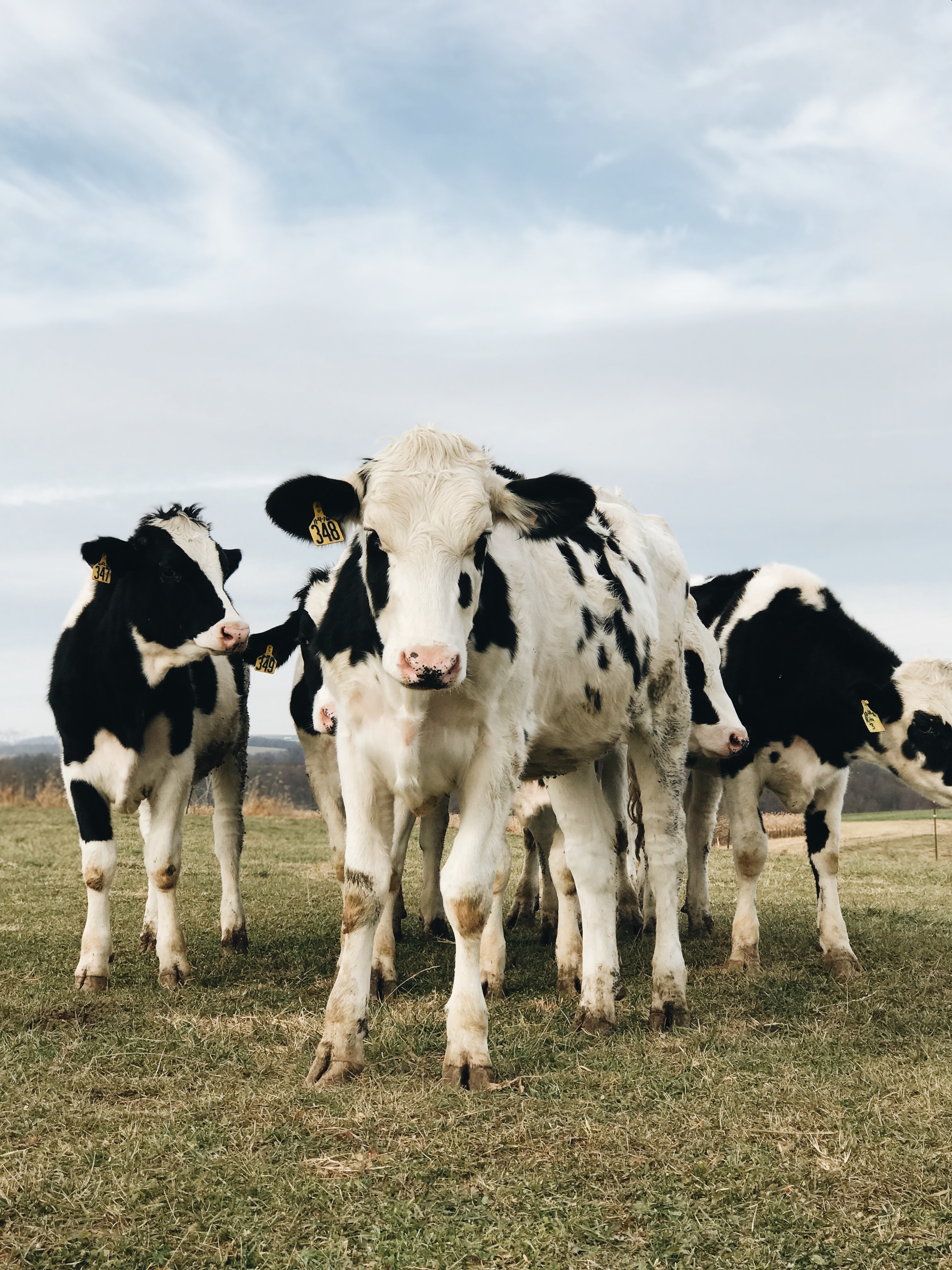 Cow stock photo_DAIRY NOT MEAT