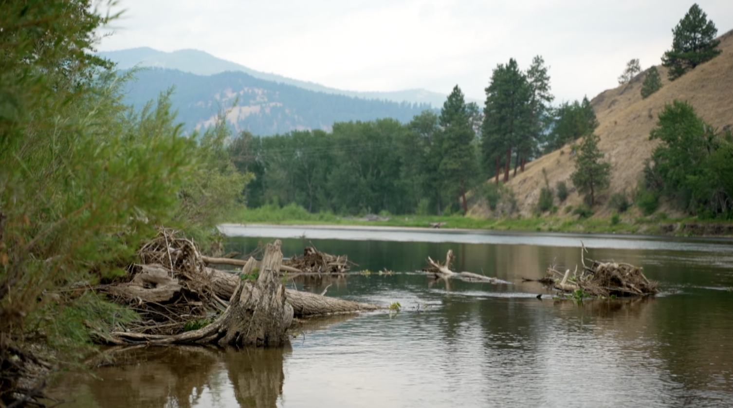 Trees in river 2024