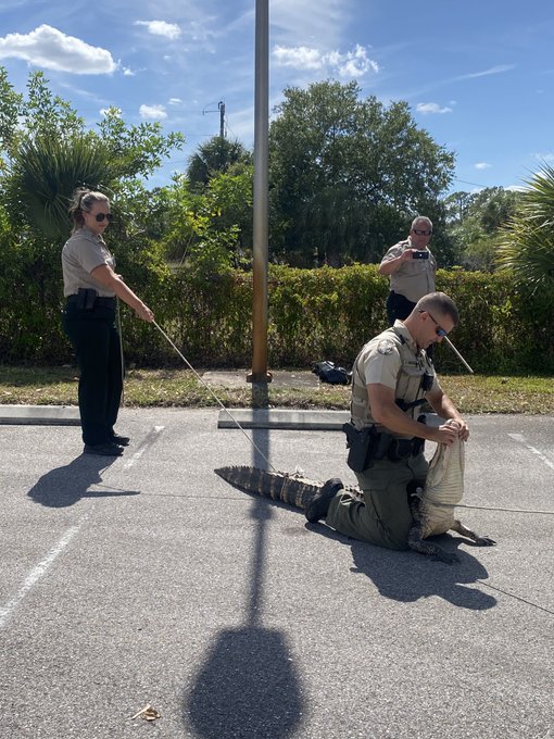 Lee County deputies and FWC trapper catch 6-foot alligator chasing pedestrians in Wendy's parking lot