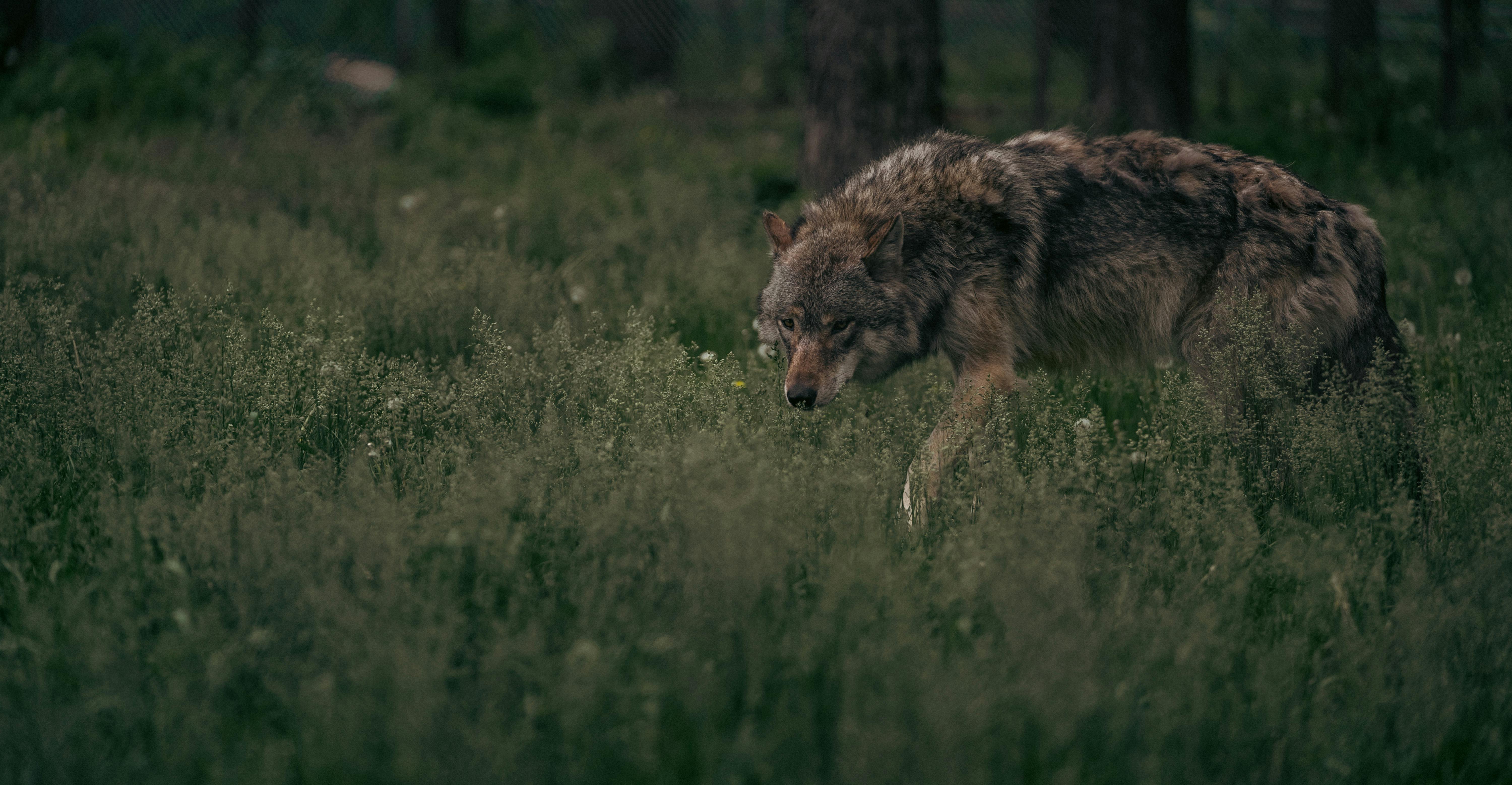 wolf-generic-pexels.jpg