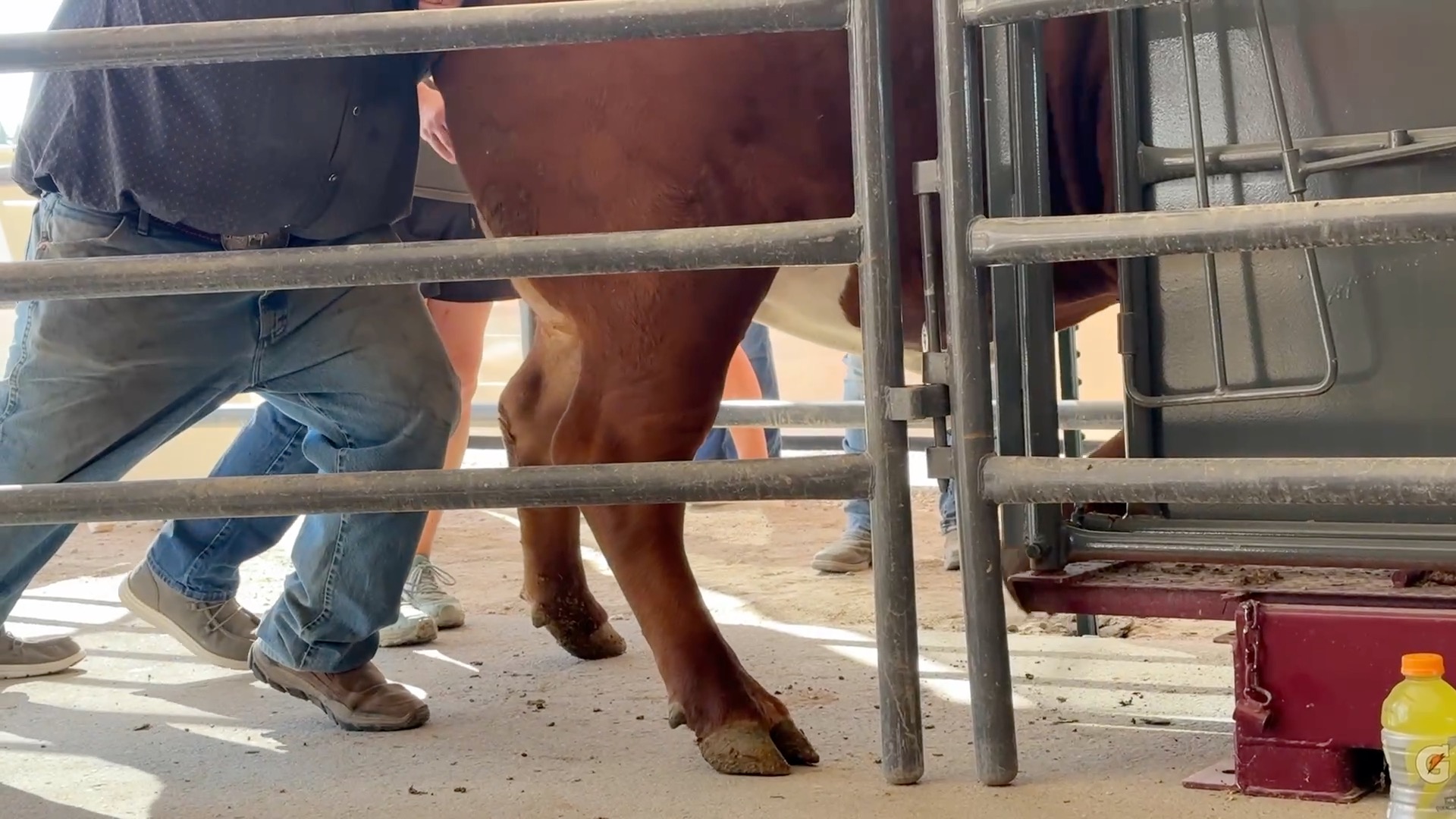 Canyon County Fair Livestock exhibitors weigh-in 