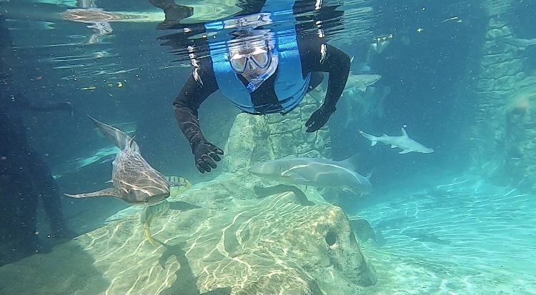 swim with sharks.jpg