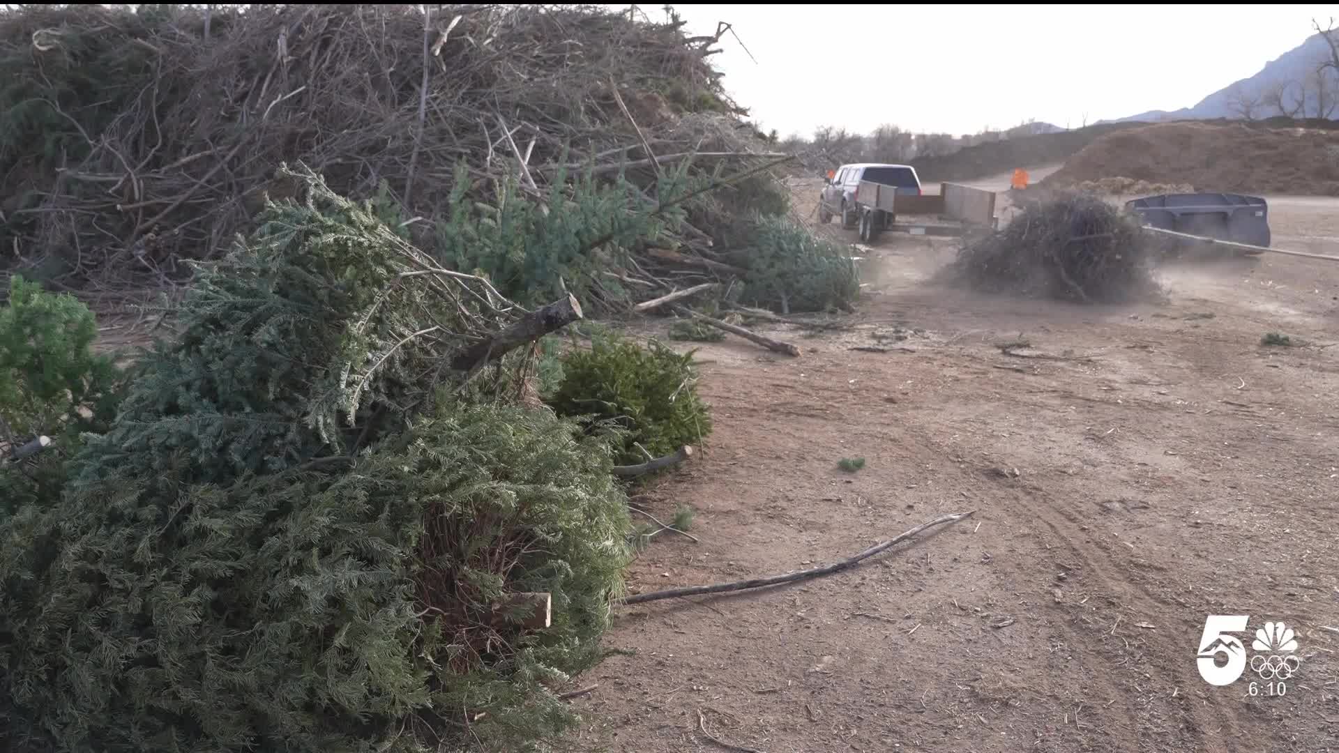 Christmas Tree Recycling