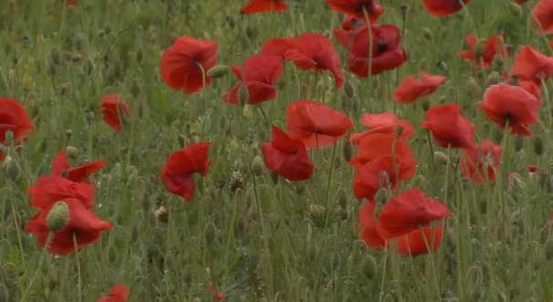 Middle Springs Farm poppy festival honors fallen soldiers with blooming red flowers