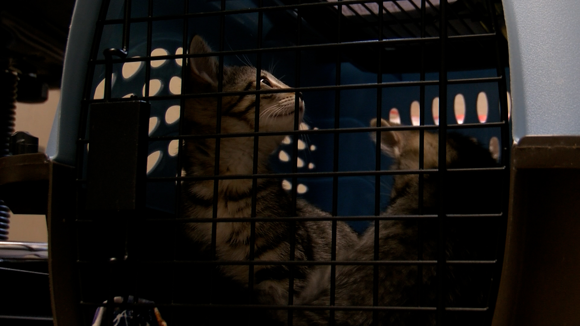 L&C Humane Society returns "Kitten Shower Extravaganza" - Vimarsana News