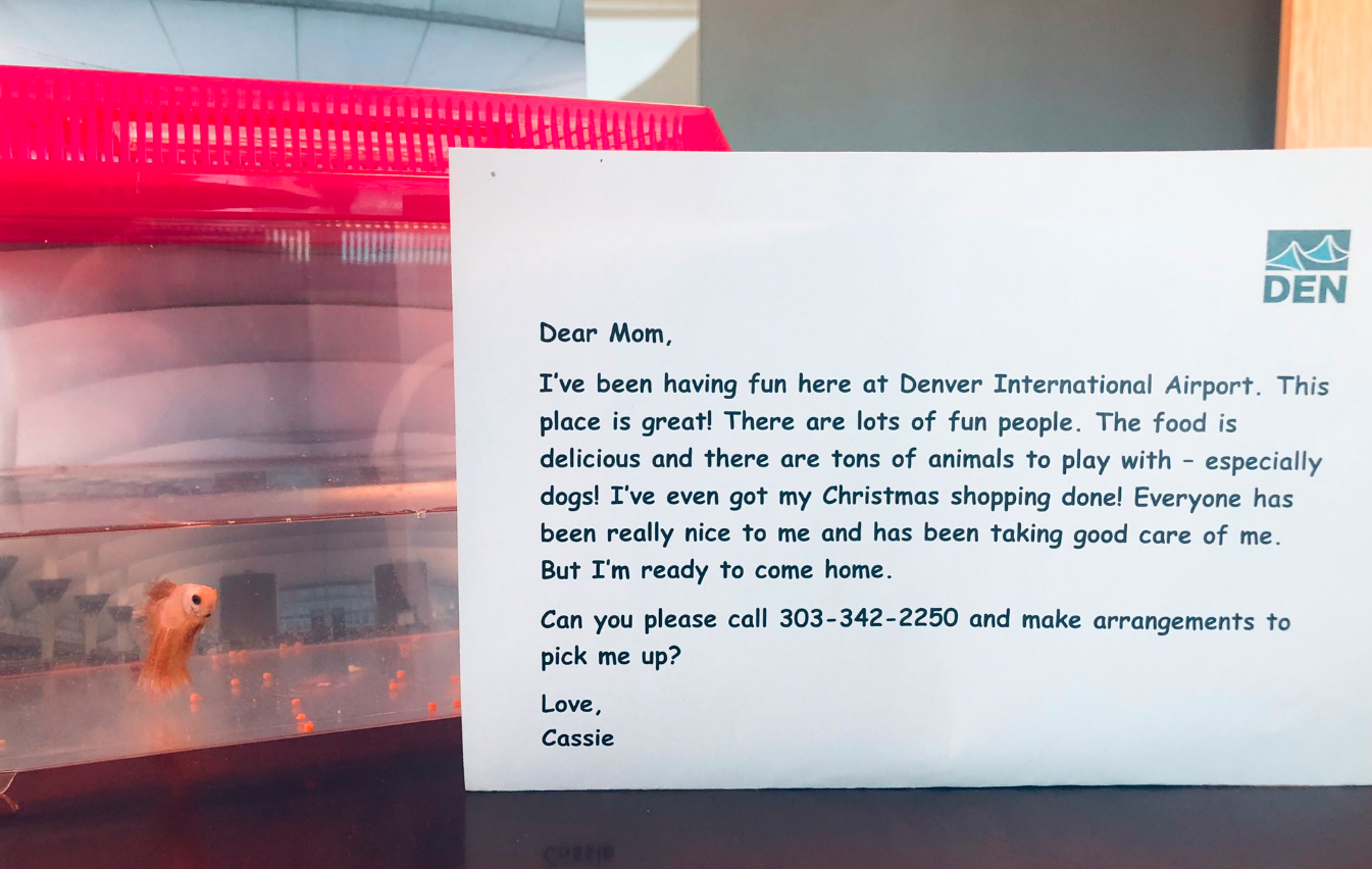 denver international airport cassie the beta fish national city woman abandoned pet