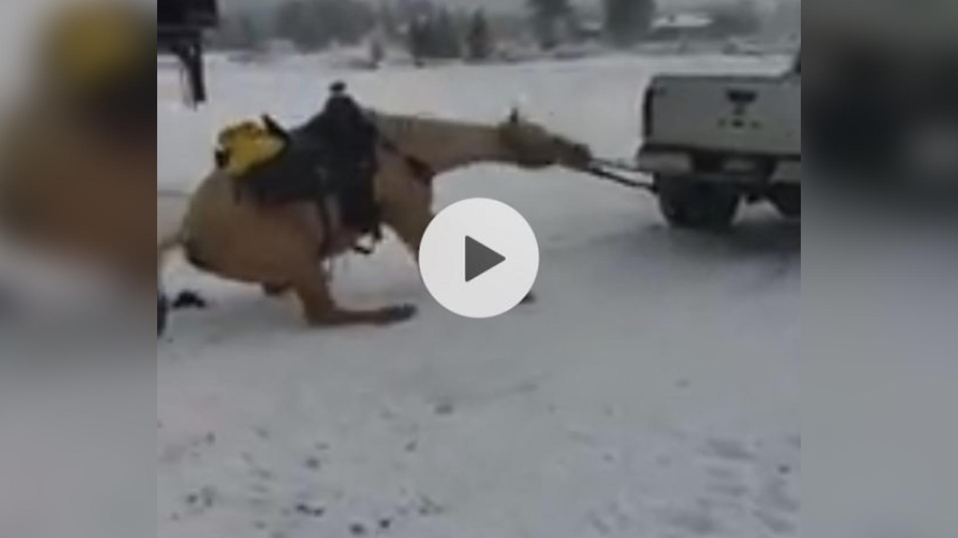 horse-dragging-grand-county.png