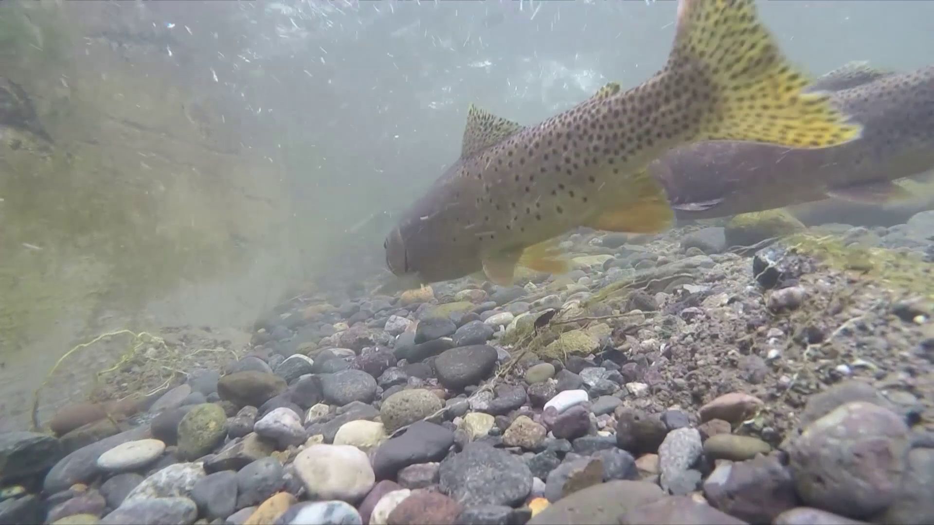Fish in Montana
