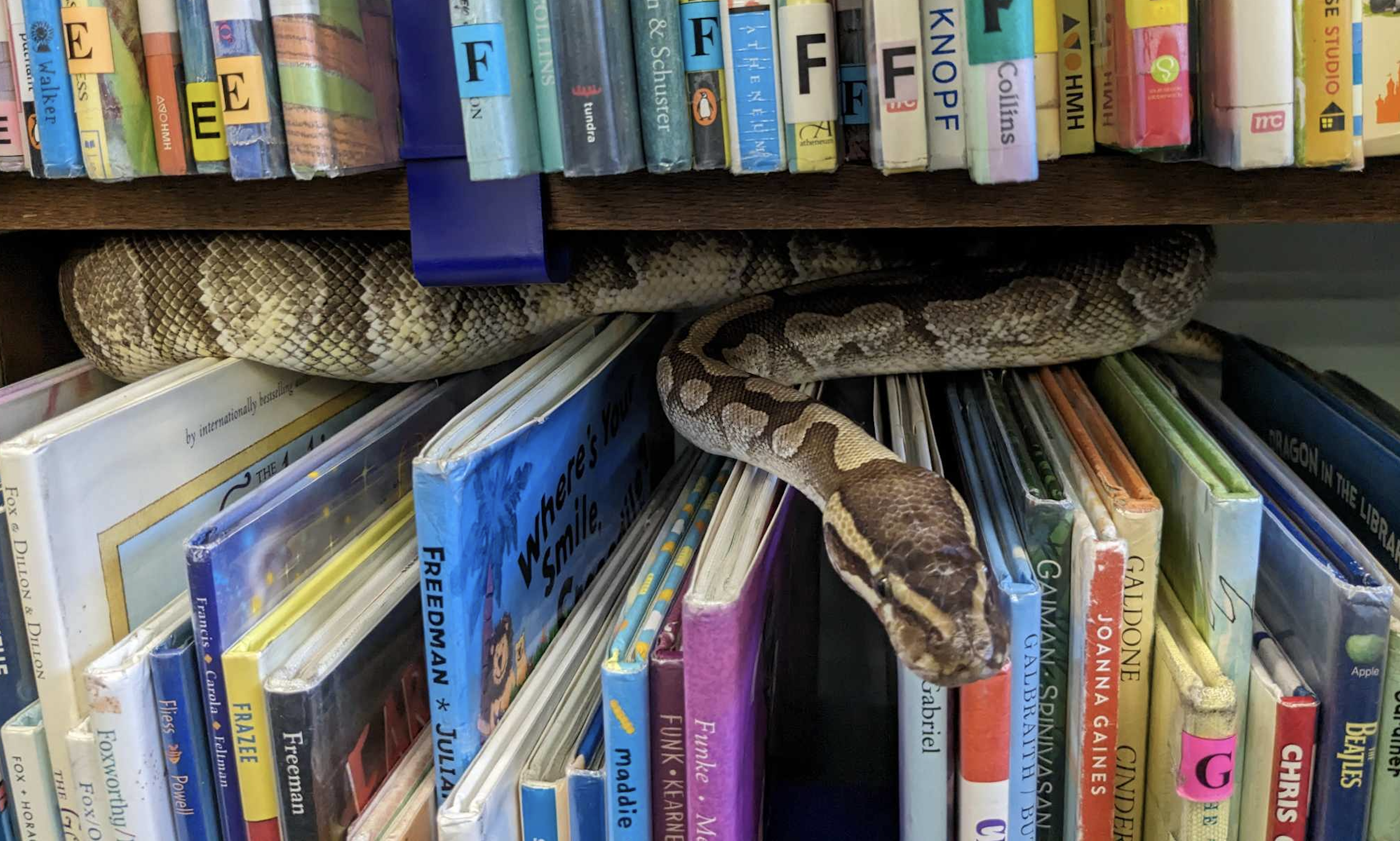 Ocean Beach library's pet python believed stolen